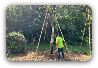 菖曜園藝樹木修剪服務